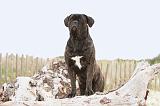 CANE CORSO 546